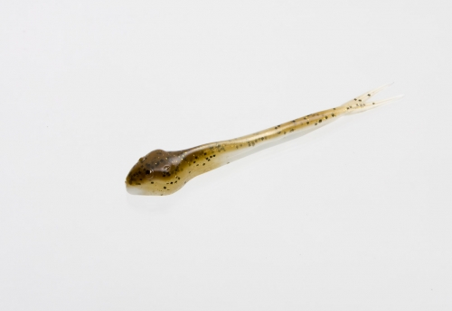 110-277, Fluke Tail Goby, Natural Goby